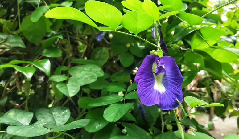 Butterfly Pea Tea Adalah: Pengertian Dan Manfaatnya