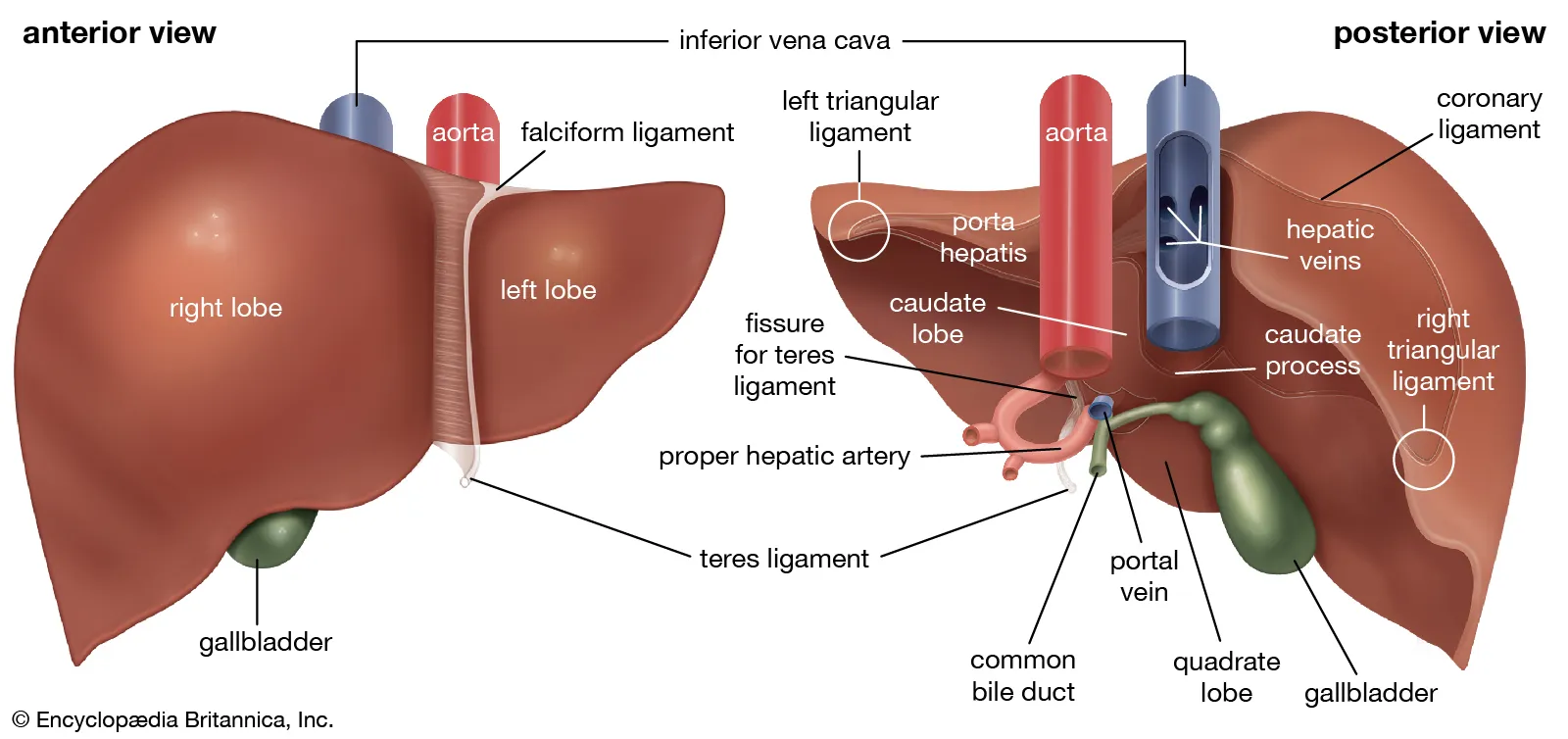 Jenis Jenis Liver